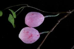 © Landcare Research 2012 